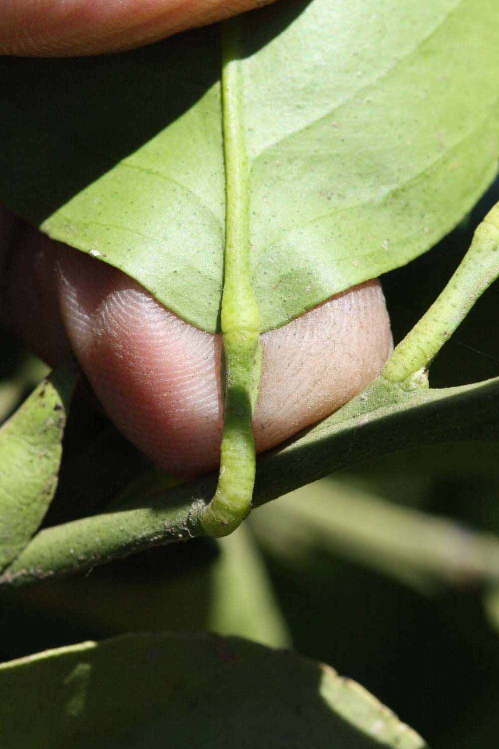              Petiole (Riverside, CA)       